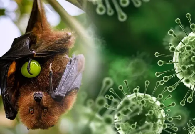 ХӨСҮТ: Нипах вирусийн эсрэг вакцин байхгүй. Эмчилгээ нь эрчимт дэмжих эмчилгээнд тулгуурлаж байна