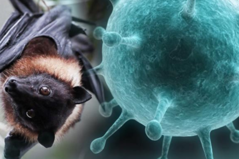 ХӨСҮТ: Одоогийн байдлаар Nipah вирусийн халдвар олон улсад хүнээс хүнд дамжин тархсан батлагдсан тохиолдол бүртгэгдээгүй байна