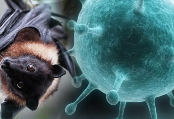 ХӨСҮТ: Одоогийн байдлаар Nipah вирусийн халдвар олон улсад хүнээс хүнд дамжин тархсан батлагдсан тохиолдол бүртгэгдээгүй байна