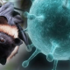 ХӨСҮТ: Одоогийн байдлаар Nipah вирусийн халдвар олон улсад хүнээс хүнд дамжин тархсан батлагдсан тохиолдол бүртгэгдээгүй байна
