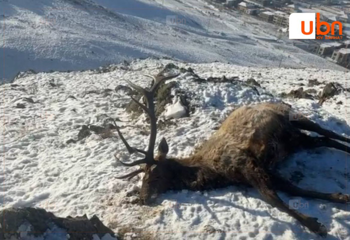 Амь үрэгдсэн бугын хохиролд 25.4 сая төгрөг гаргуулахаас гадна ААН-ийг 30 сая төгрөгөөр торгохоор боллоо