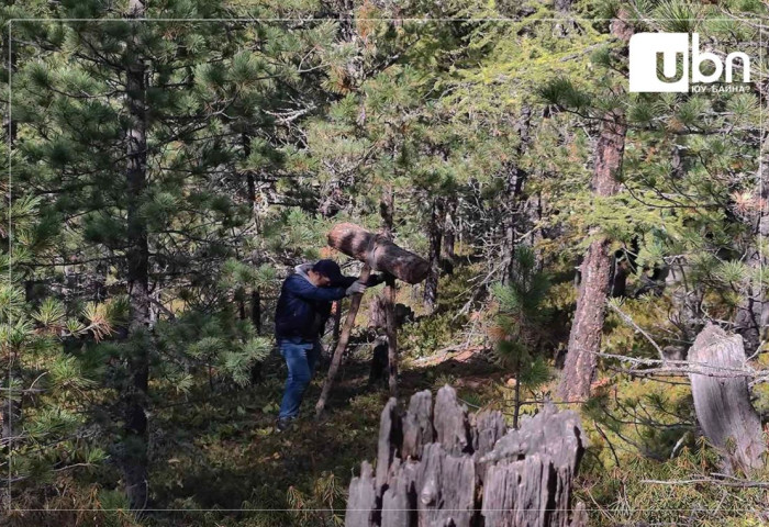 Мод, модон материалын гарал үүслийн гэрчилгээг цахимаар шалгаж эхэлнэ