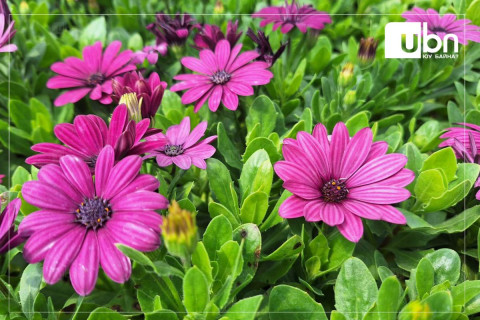 ГЕГ: Амьд цэцгийн импорт 2.9 дахин өсжээ