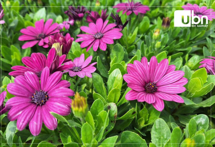 ГЕГ: Амьд цэцгийн импорт 2.9 дахин өсжээ