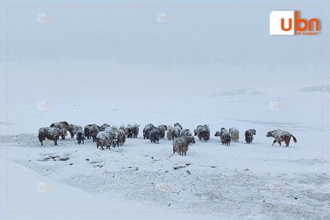 ЦУОШГ: Маргааш, нөгөөдөр төв болон зүүн аймгуудын нутгаар цас орж, цасан шуурга шуурна