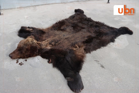 “Хүрэн баавгай“-г хууль бусаар  агнасан үйлдлийг илрүүлэв