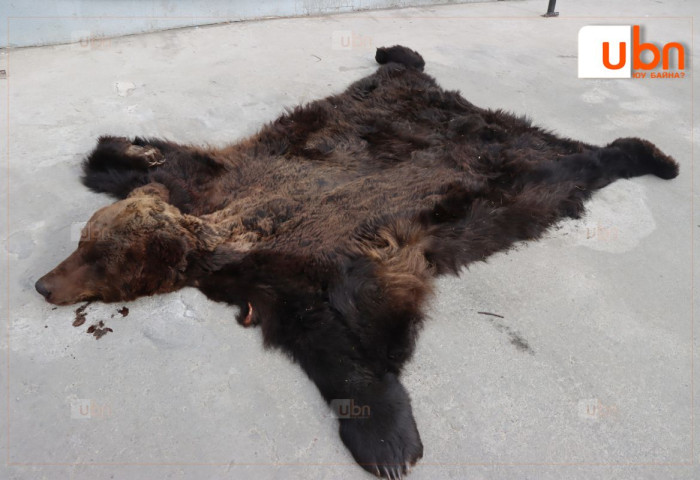 “Хүрэн баавгай“-г хууль бусаар  агнасан үйлдлийг илрүүлэв