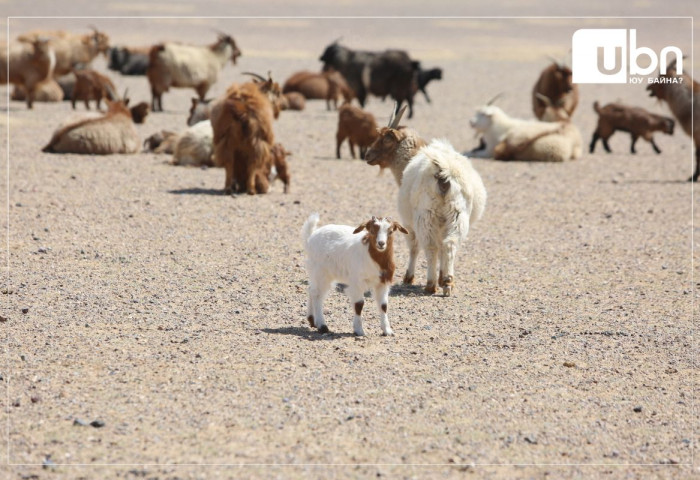 ӨГЛӨӨНИЙ МЭНД: Улаанбаатарт +7 хэм дулаан