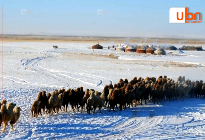Монгол орны нийт газар нутгийн 34 хувь нь цасан бүрхүүлтэй байна