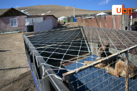 Н.Отгонбаяр: Нохой, муураа тэжээх боломжгүй болсон тохиолдолд түр асрах байранд шилжүүлэх, эзэнтэй болгохыг уриалж байна