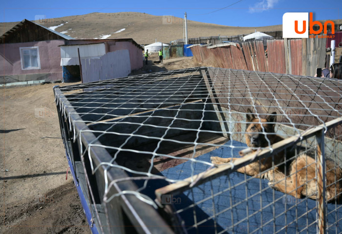 Н.Отгонбаяр: Нохой, муураа тэжээх боломжгүй болсон тохиолдолд түр асрах байранд шилжүүлэх, эзэнтэй болгохыг уриалж байна