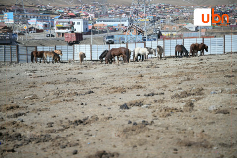 Нийслэлийн мал аж ахуй эрхлэхийг хориглосон бүсээс мал гаргах нэгдсэн арга хэмжээг зохион байгуулж байна