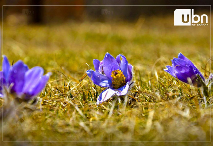 МАРГААШ Улаанбаатарт 9 хэм ДУЛААН