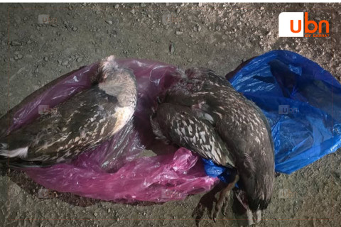 Ховор амьтан агнасан хэргийг илрүүлжээ