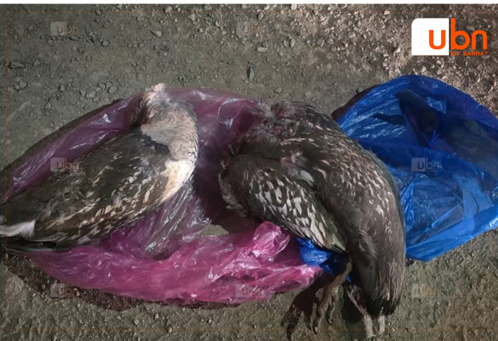 Ховор амьтан агнасан хэргийг илрүүлжээ