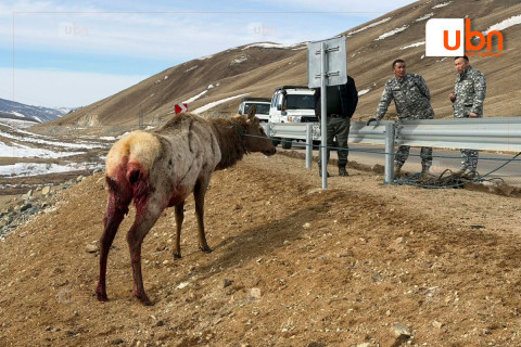 Чононд ноцуулсан бугыг авран, хамгаалжээ