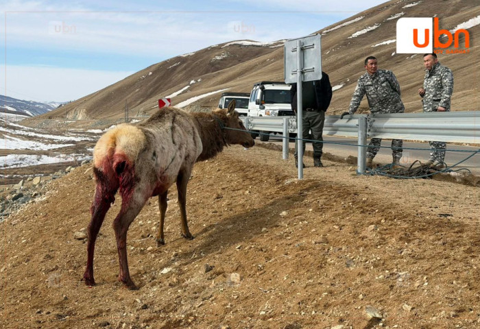 Чононд ноцуулсан бугыг авран, хамгаалжээ