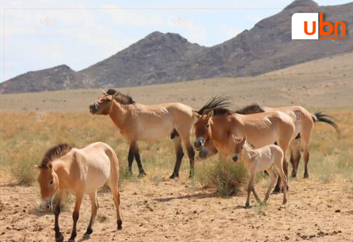 Хомын талд нутагшуулсан 26 тахь 150 болж үржжээ