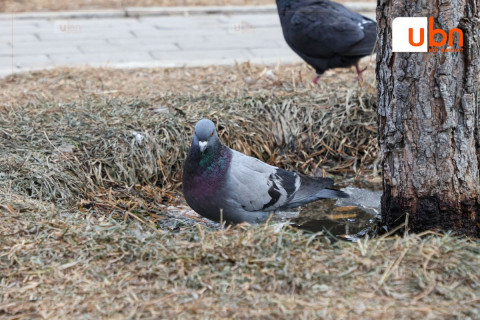 МАРГААШ: Улаанбаатарт 11 хэм дулаан. Өдөртөө бага зэргийн бороо орно