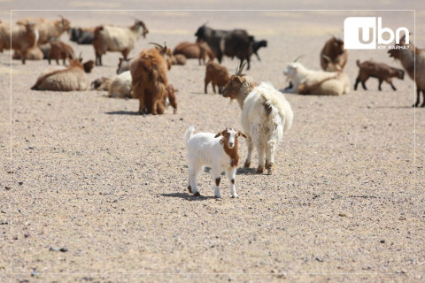 Нутгийн 60 гаруй хувьд бэлчээрийн ургамал цухуйгаагүй байна