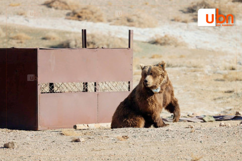 Мазаалай баавгайд сансрын дохиолол бүхий хүзүүвч зүүлээ