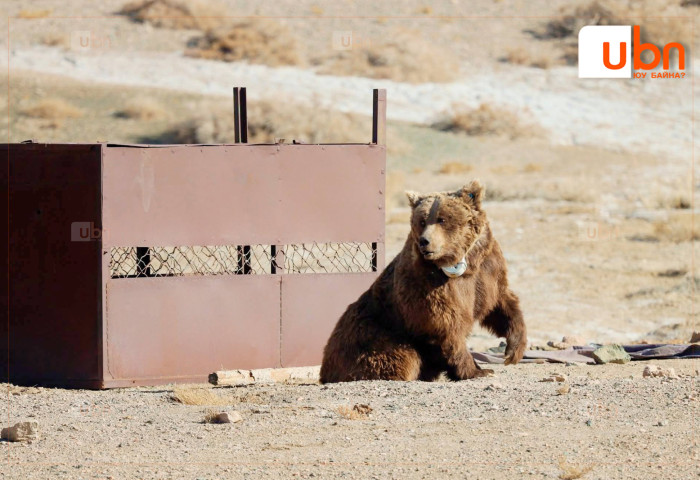Мазаалай баавгайд сансрын дохиолол бүхий хүзүүвч зүүлээ