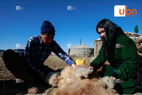 НООЛУУРЫН ҮНЭ: Бүс нутгийн онцлог, чанарын үзүүлэлтээс шалтгаалан 170-204 мянган төгрөгийн үнэтэй байна