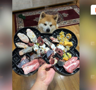 Х.Нямбаатар: Манай охин тэжээж байгаа нохойндоо JERKY /хатаасан мах/ бэлдэж, түүнийгээ инстаграммаар сурталчилж, зардаг нь хууль бус юм уу