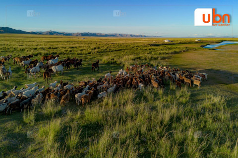 Ямаандаа “гавьяат эдийн засагч”, хонь үхэртээ “Хөдөө аж ахуйн тэргүүн” өгөх үү