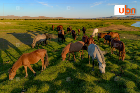Ямаандаа “гавьяат эдийн засагч”, хонь үхэртээ “Хөдөө аж ахуйн тэргүүн” өгөх үү
