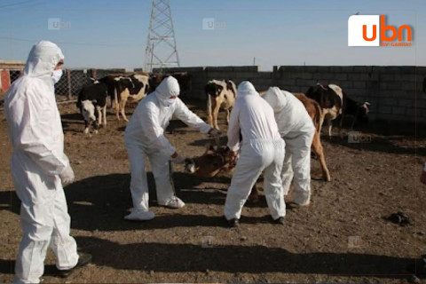 Баян-Өлгий аймагт Монгол Улсад бүртгэгдэж байгаагүй шинэ төрлийн ШҮЛХИЙ ӨВЧИН оношлогдлоо