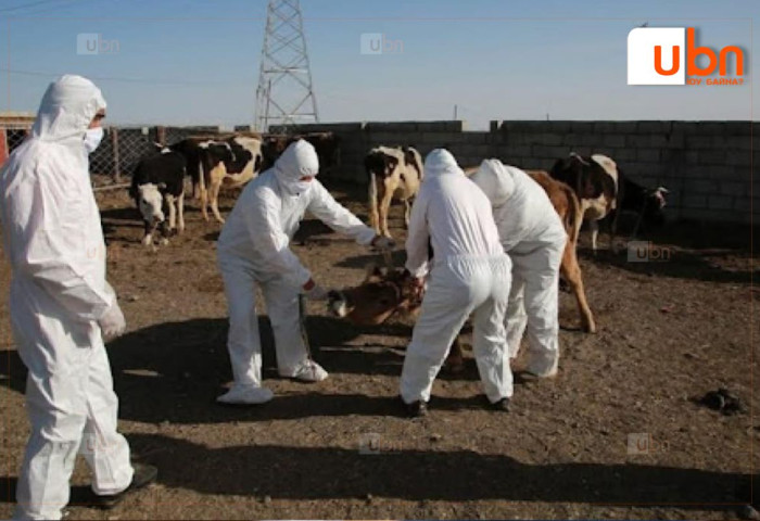 Баян-Өлгий аймагт Монгол Улсад бүртгэгдэж байгаагүй шинэ төрлийн ШҮЛХИЙ ӨВЧИН оношлогдлоо