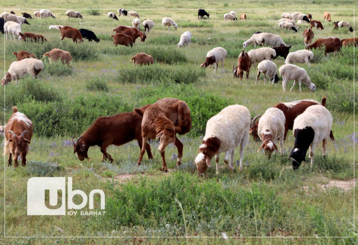 Увс аймаг: Шүлхий өвчний улмаас 8-р сарын 1-нийг хүртэл баяр наадам, олон нийтийн арга хэмжээ зохион байгуулахгүй