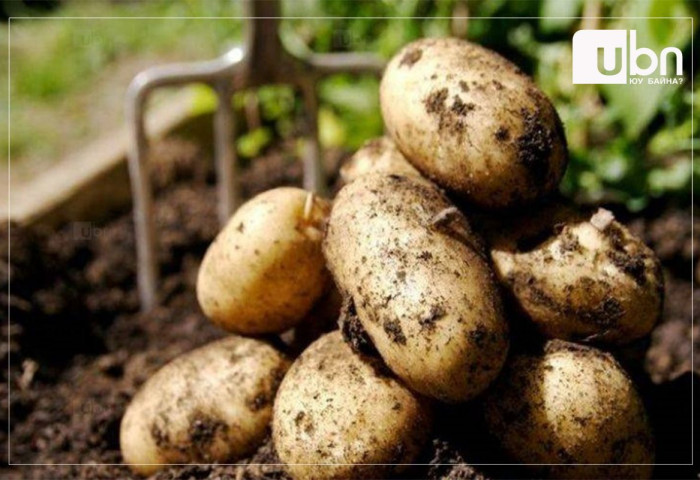 Улаанбуудай, төмсний тариалалт дууссан бол малын тэжээл, хүнсний ногооны тариалалт долоодугаар сарын 10-ныг хүртэл үргэлжилнэ