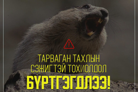 Ховд аймагт тарваган тахлын сэжигтэй тохиолдол бүртгэгджээ