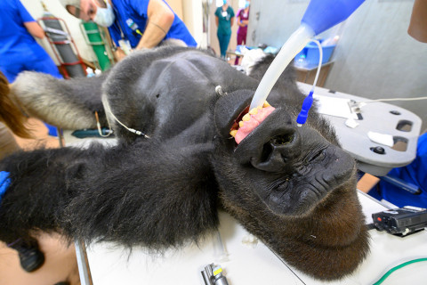 Калифорнид горилла мичнүүдээс халдвар илэрчээ