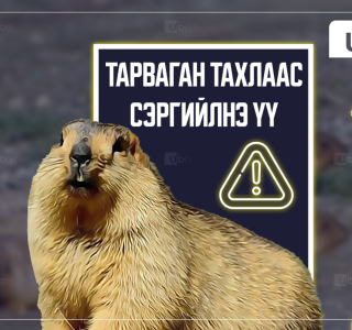 Ховд аймагт бүртгэгдсэн тарваган тахлын сэжигтэй тохиолдлын 1-р хавьтлын 12 хүнийг тогтоож, хяналтад авчээ