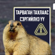 Ховд аймагт бүртгэгдсэн тарваган тахлын сэжигтэй тохиолдлын 1-р хавьтлын 12 хүнийг тогтоож, хяналтад авчээ