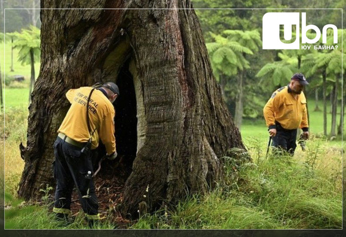 Австралид алга болсон есөн настай охины цогцсыг модон дороос олжээ