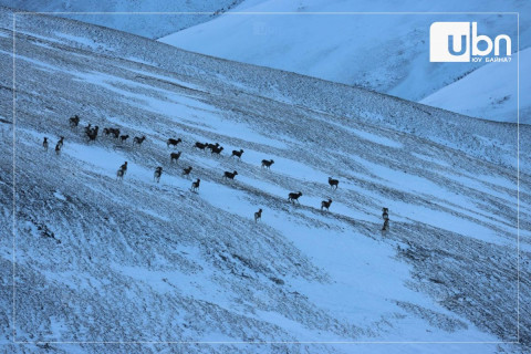 Монгол, Оросын хил орчмоос 2477 тооны алтайн аргаль хонины тархац, байршлыг тогтоожээ