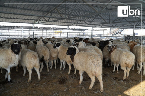 Малчдаас худалдан авч буй хонины махыг хадгалах агуулахын нөөц 120 мянган тонн хүрчээ
