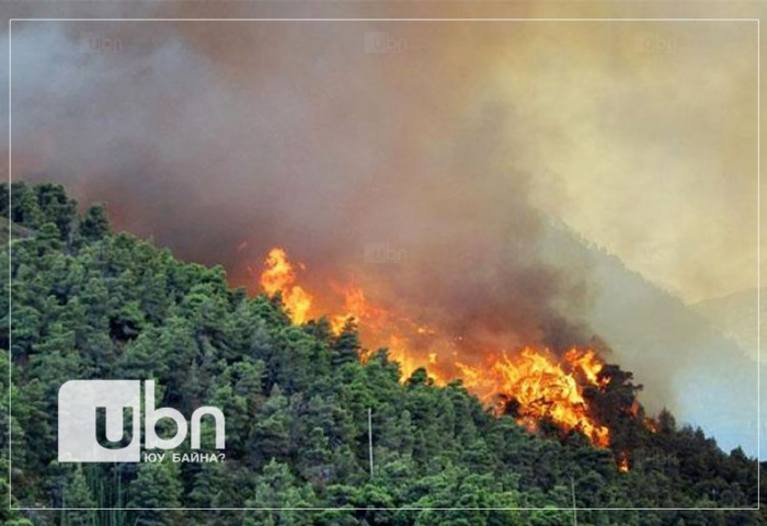25 удаагийн ой, хээрийн түймрийн улмаас байгаль, экологид 1.2 тэрбум төгрөгийн хохирол учирчээ