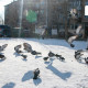МАРГААШ: Улаанбаатарт -11 хэм хүйтэн, цас орохгүй