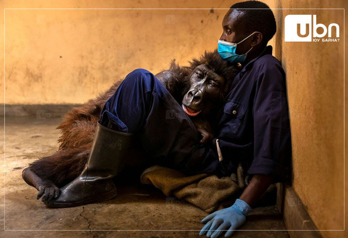 Өнчин үлдсэн Ндакаси горилл асран хамгаалагчийнхаа гар дээр нас баржээ